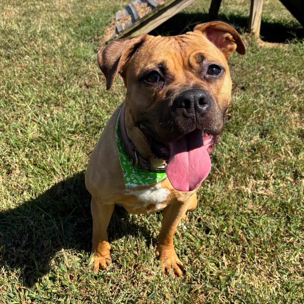 Enlarge Nomi, a Adoptable American Staffordshire Terrier in Smithville, TN image 5/6