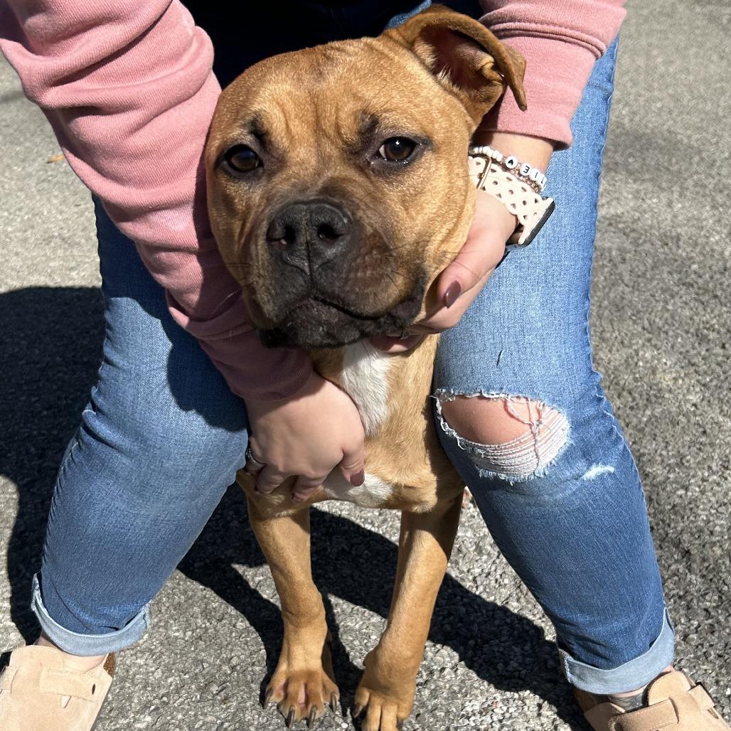 Enlarge Nomi, a Adoptable American Staffordshire Terrier in Smithville, TN image 6/6