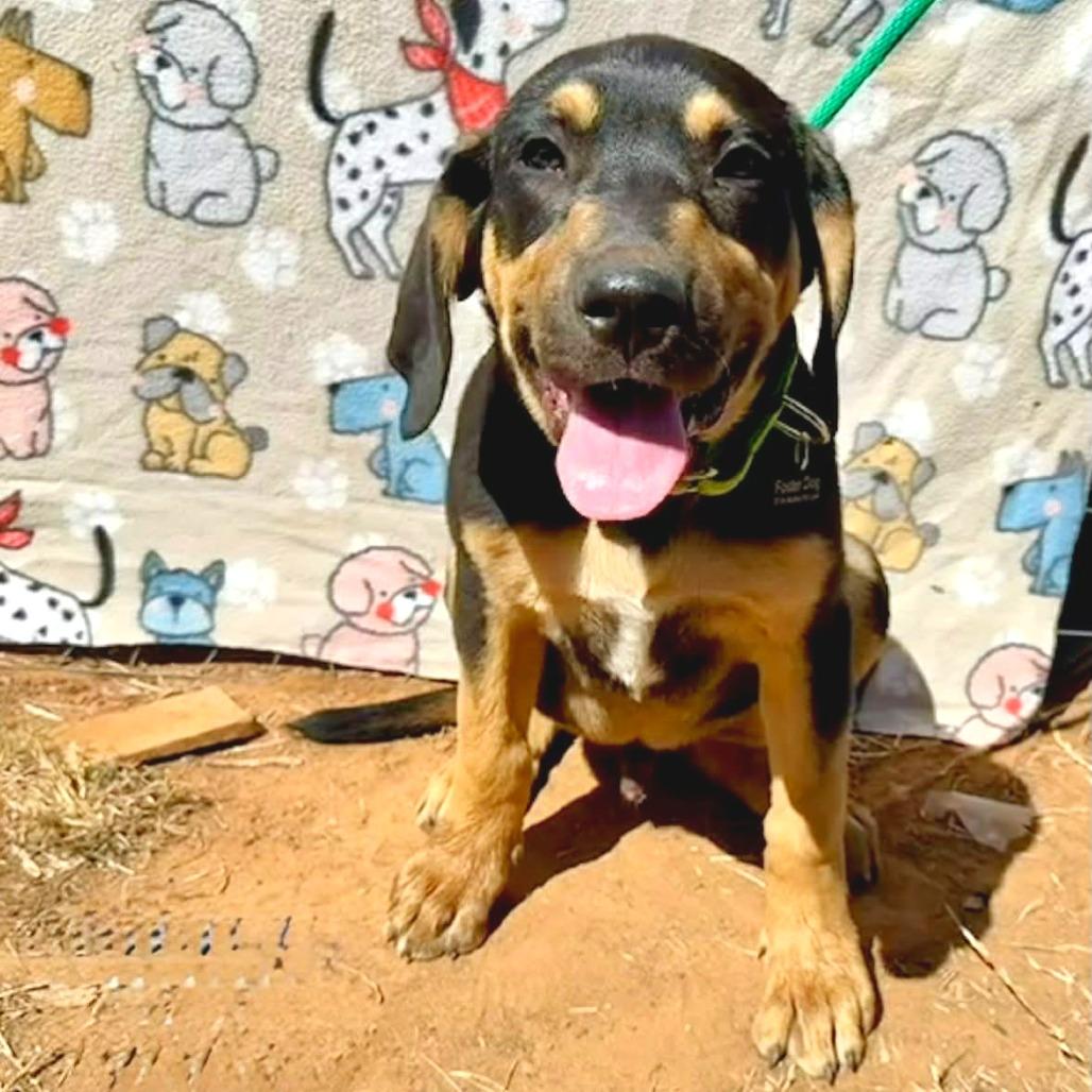 Enlarge Copper, a Adoptable mixed breed in Pearsall, TX image 1/4