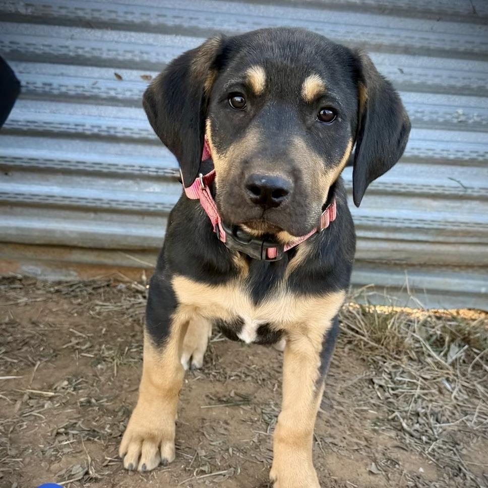 Copper, Adoptable, Puppy Male American Staffordshire Terrier & Hound.
