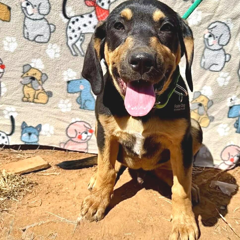 Enlarge Copper, a Adoptable mixed breed in Pearsall, TX image 3/4