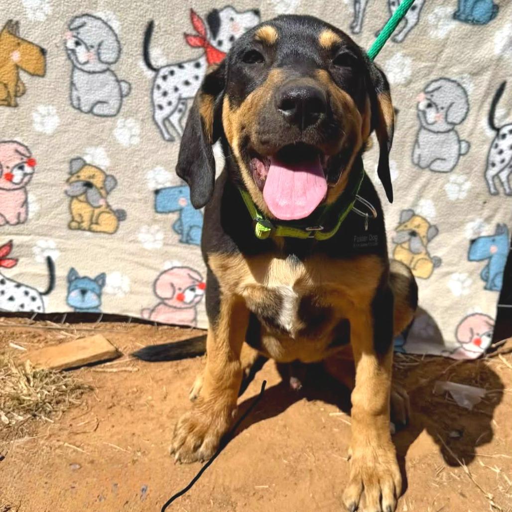 Enlarge Copper, a Adoptable mixed breed in Pearsall, TX image 4/4