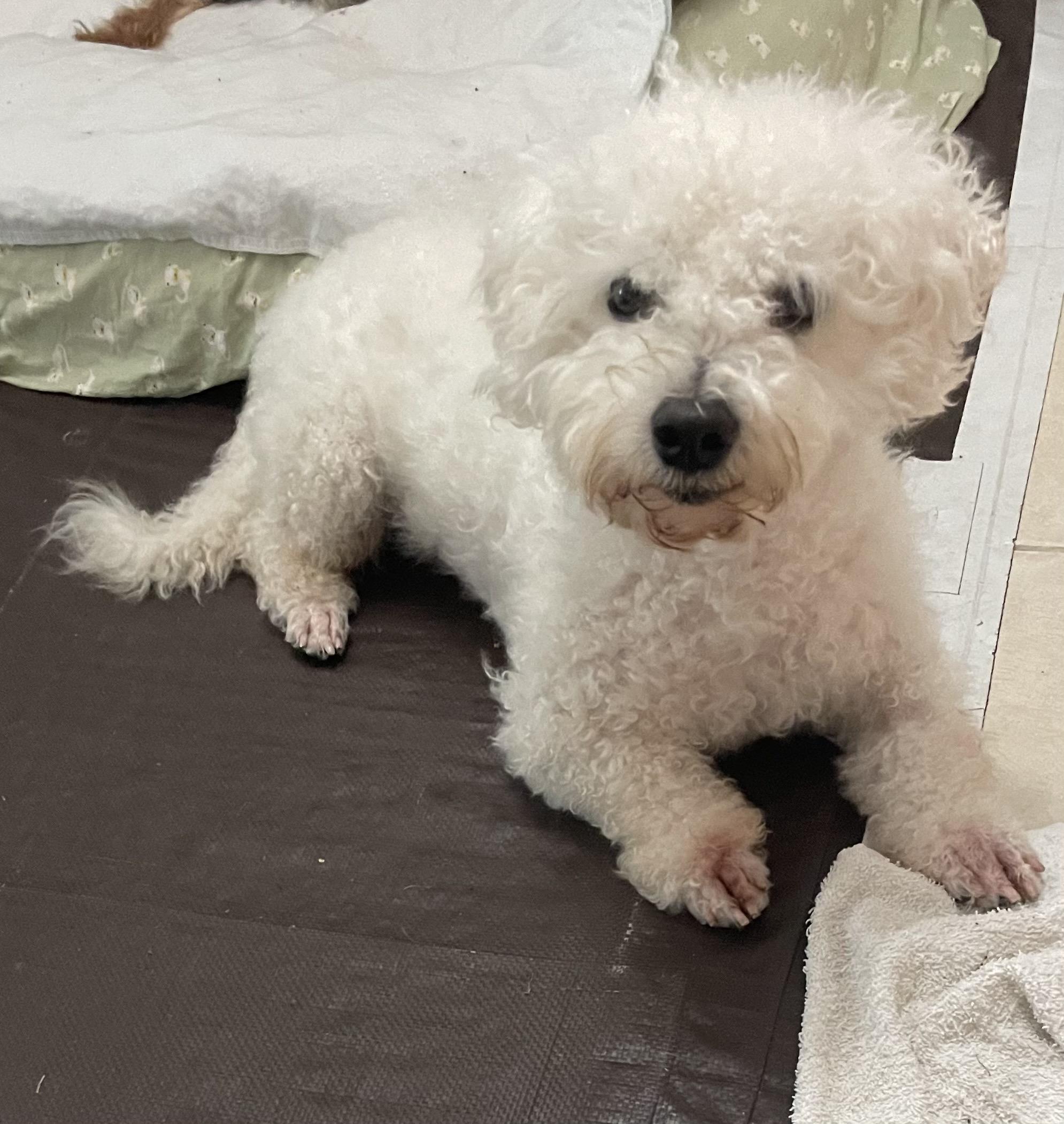 Enlarge Maxwell, a ADOPTABLE Bichon Frise in Delmar, NY image 1/3