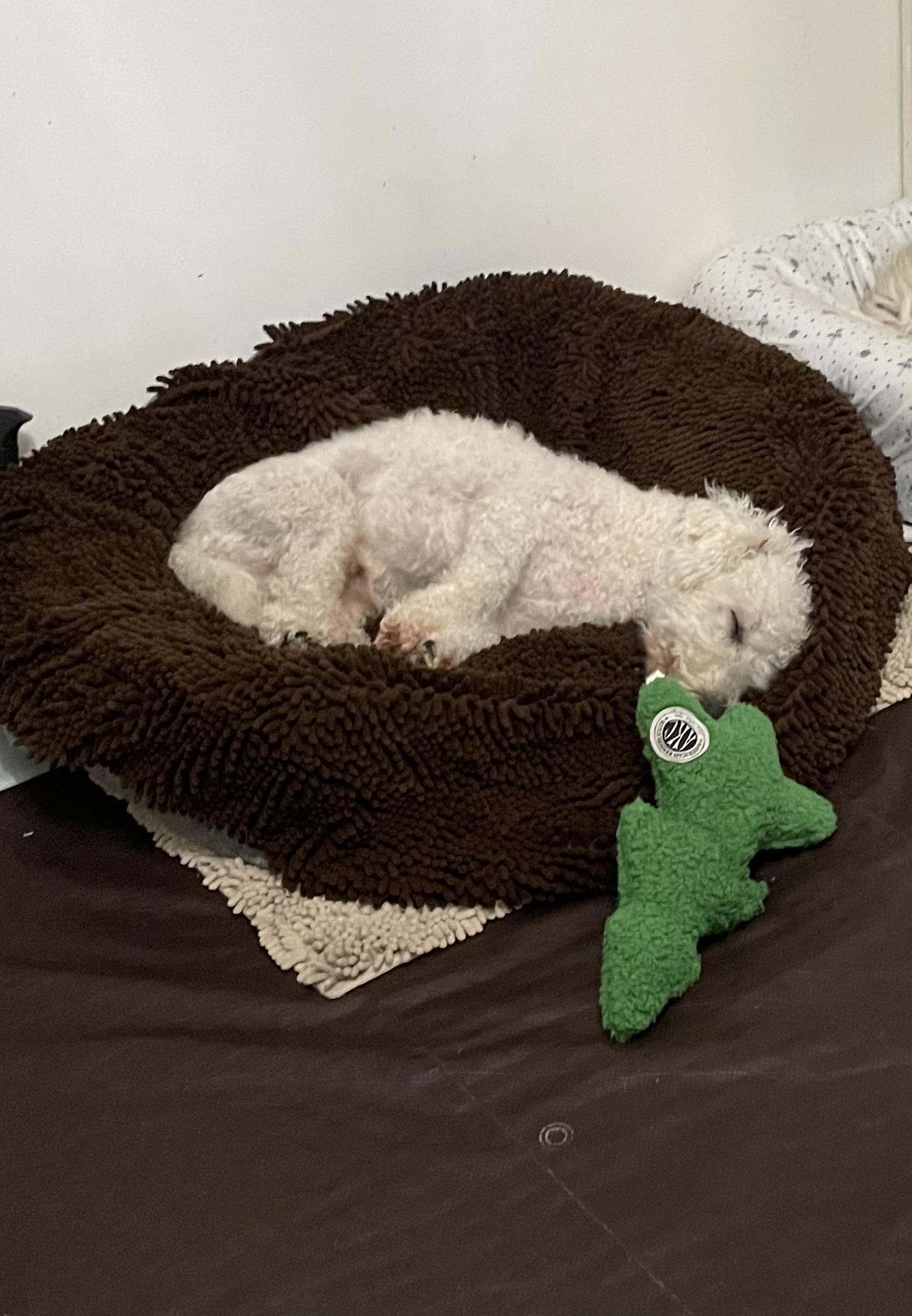 Enlarge Maxwell, a ADOPTABLE Bichon Frise in Delmar, NY image 3/3