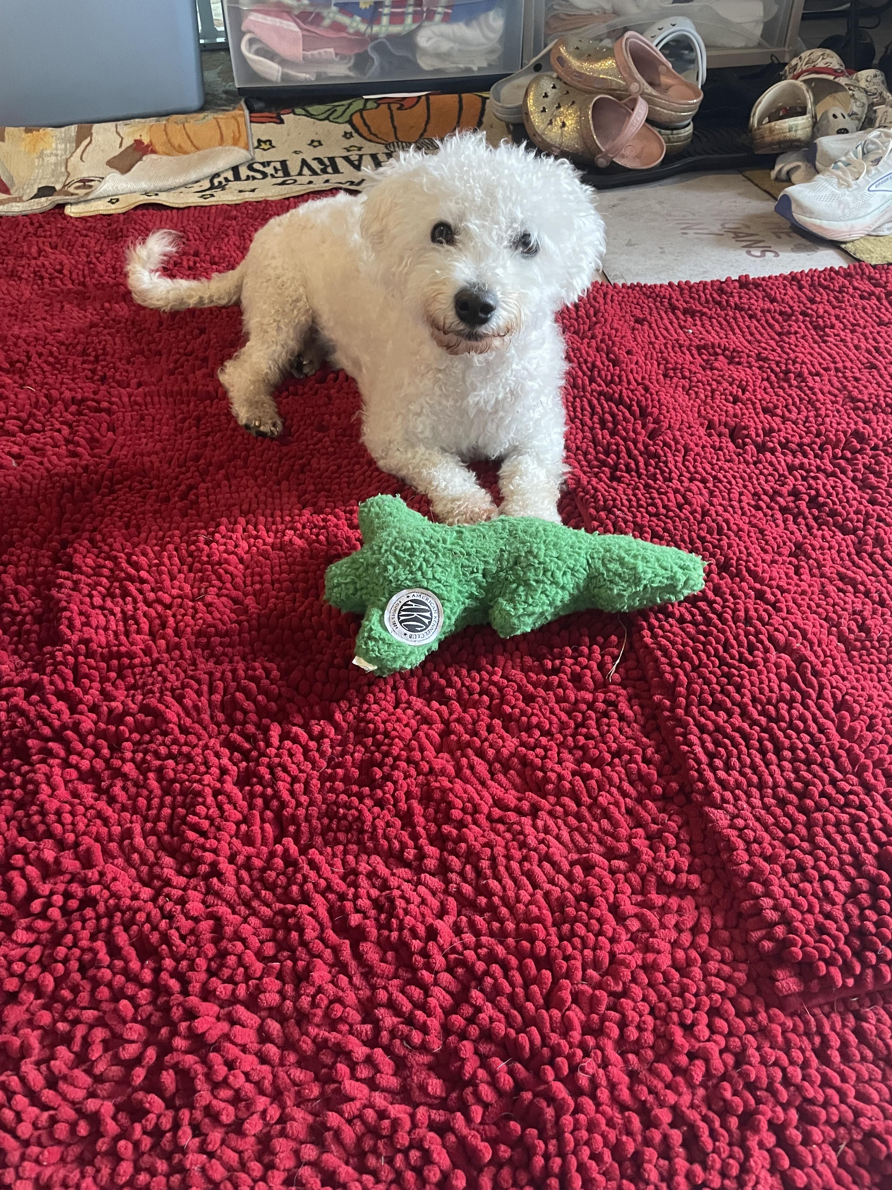 Enlarge Maxwell, a ADOPTABLE Bichon Frise in Delmar, NY image 2/3