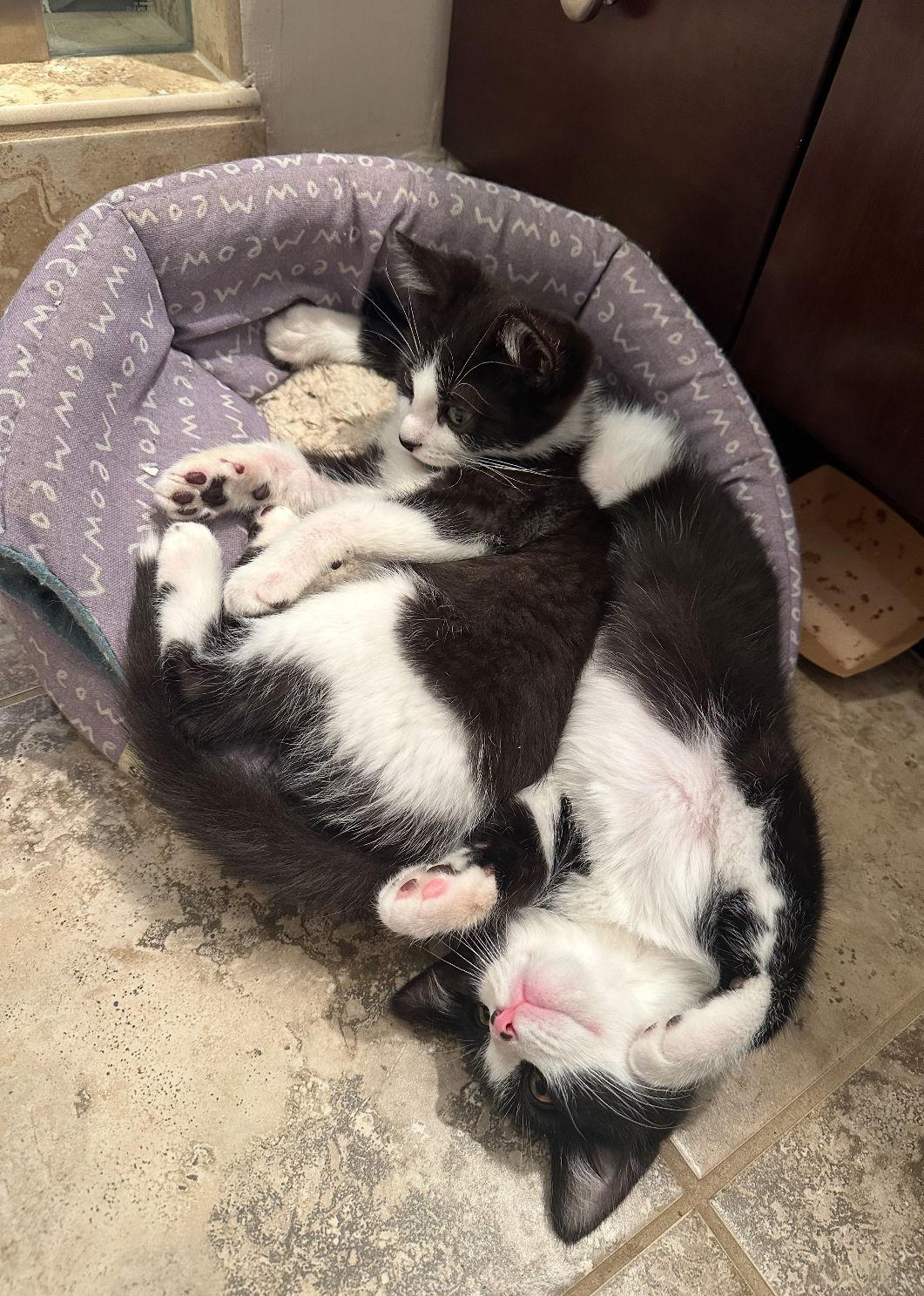 Pirate, Adopted, Kitten Male Domestic Short Hair.