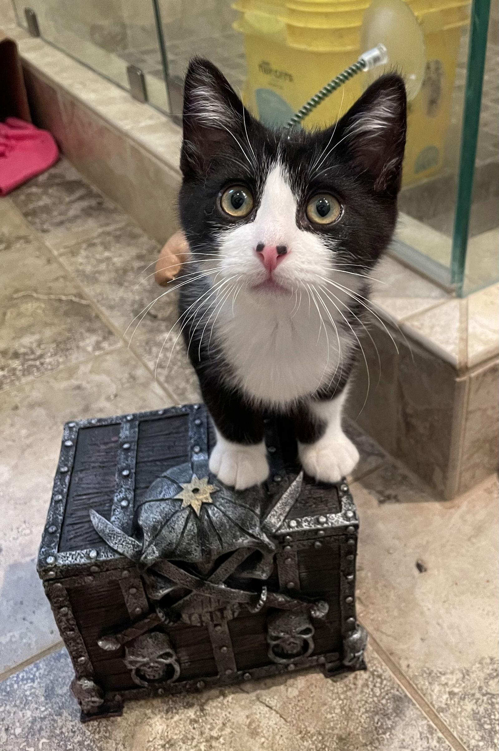 Enlarge Pirate, a Adopted Domestic Short Hair in Los Alamitos, CA image 2/3