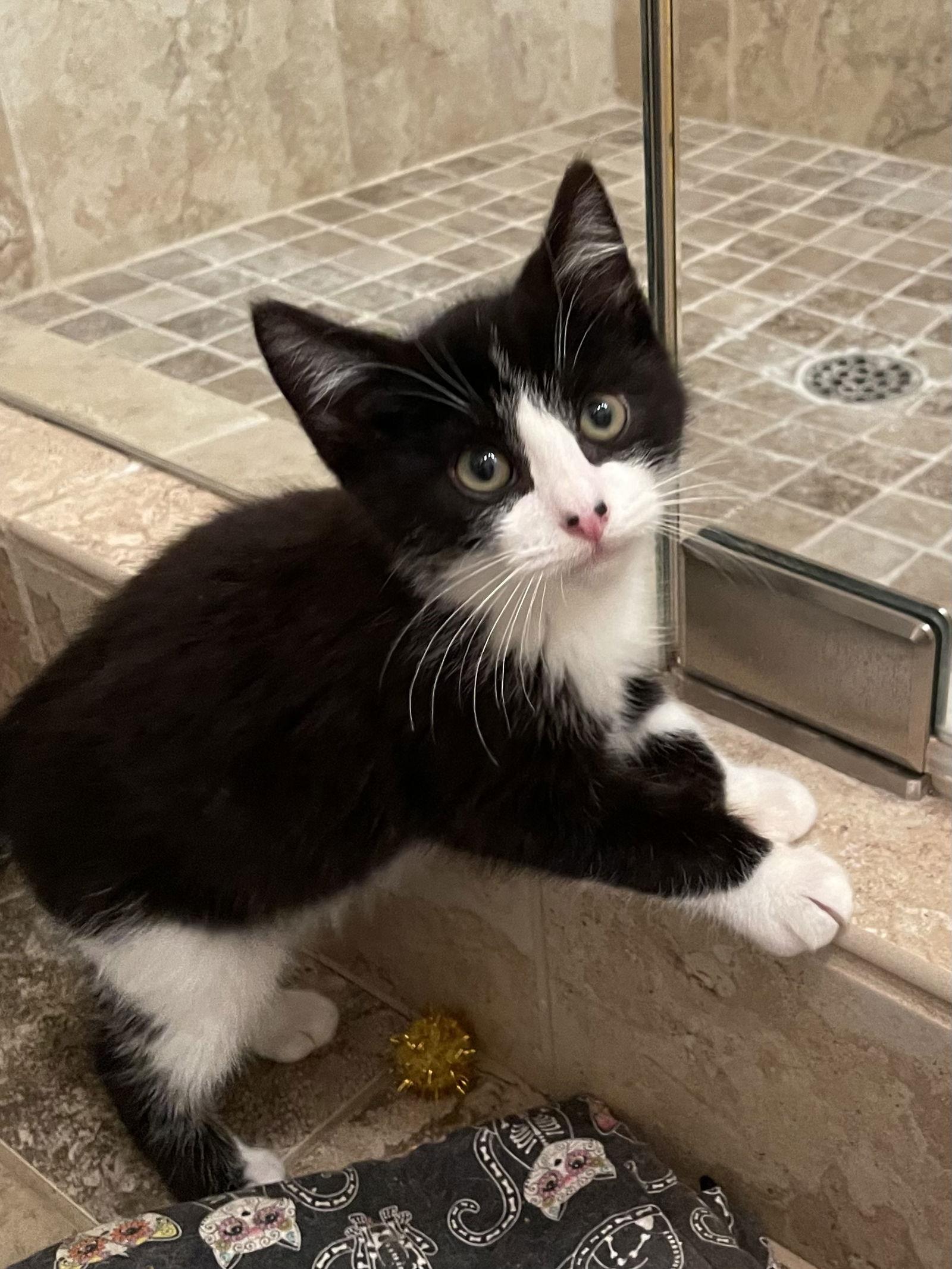 Enlarge Pirate, a Adopted Domestic Short Hair in Los Alamitos, CA image 3/3