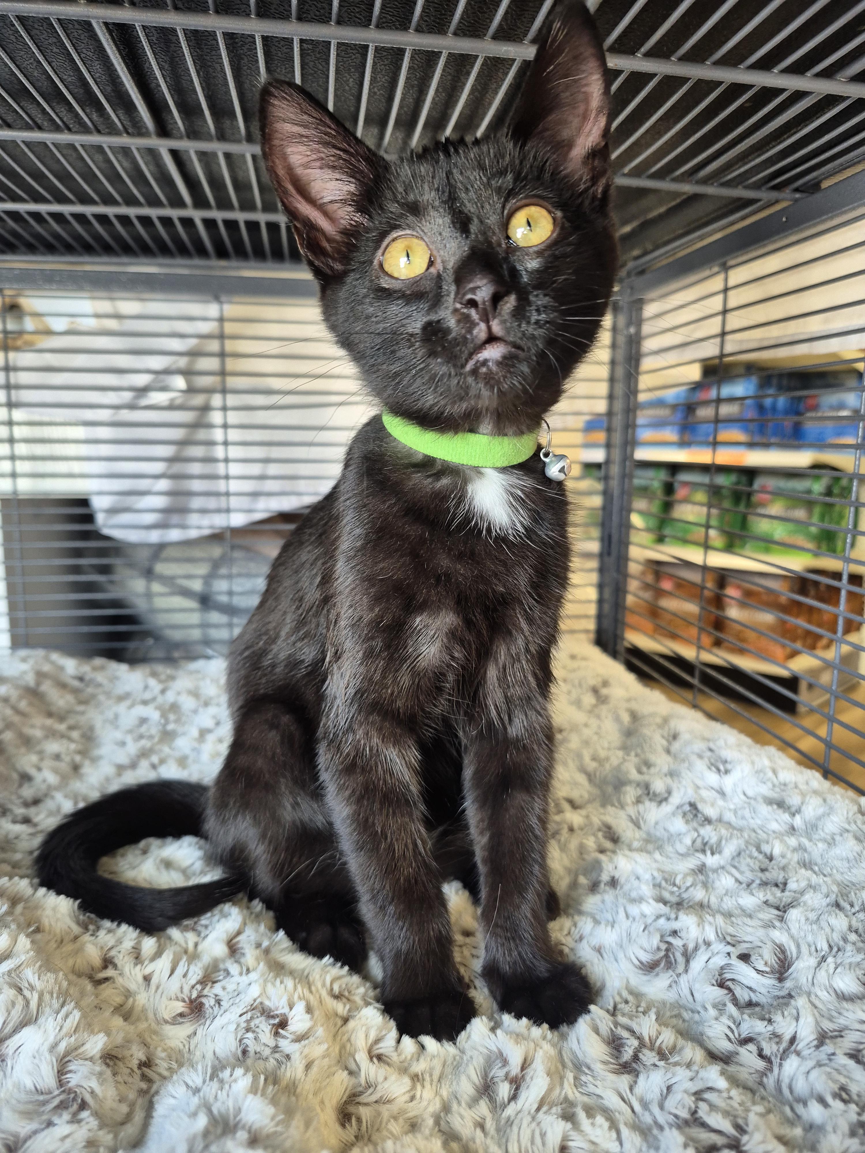 Starr, ADOPTABLE, Kitten Female Domestic Short Hair.