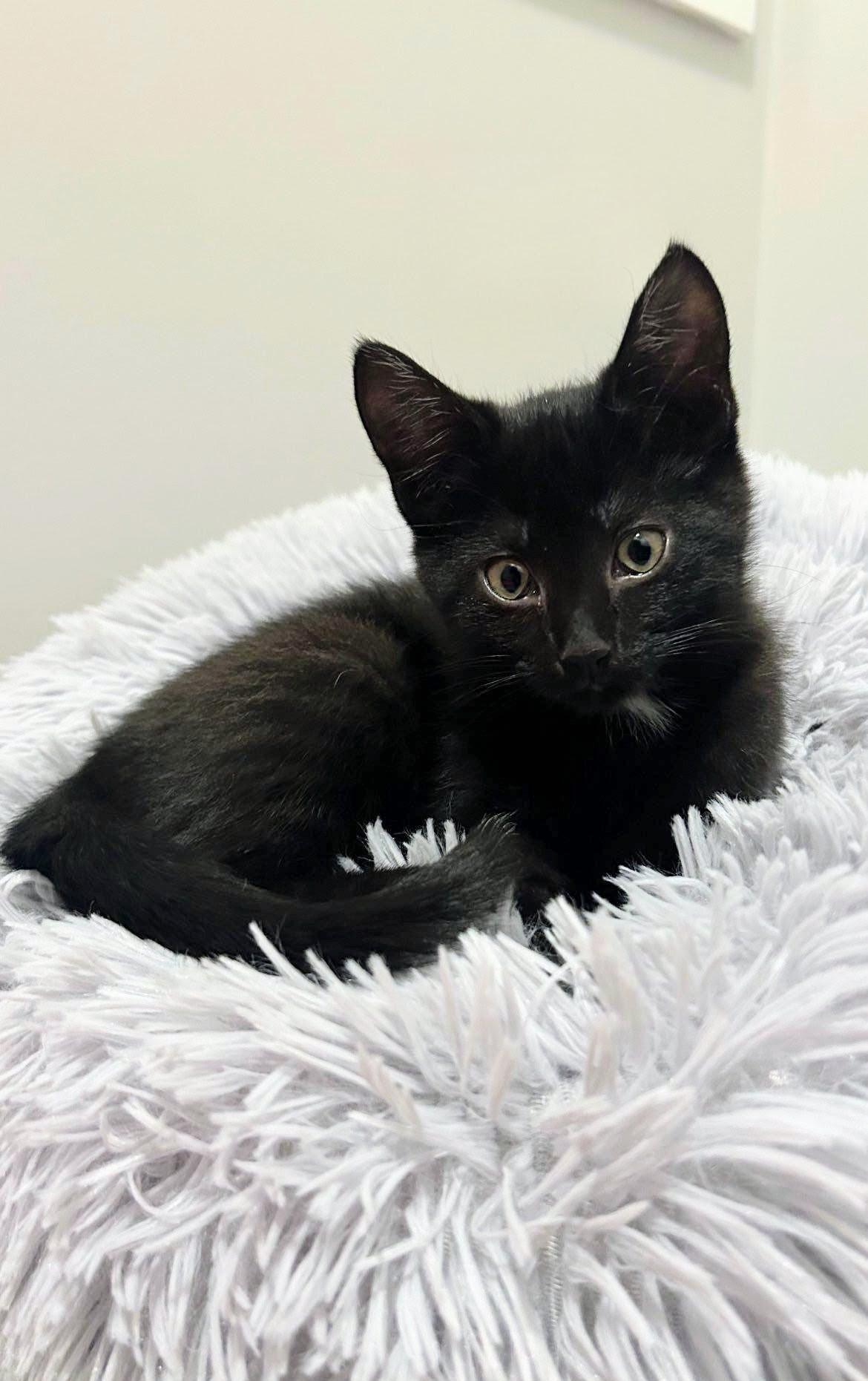 Starr, a ADOPTABLE Domestic Short Hair in Winnipeg, MB image 2/5