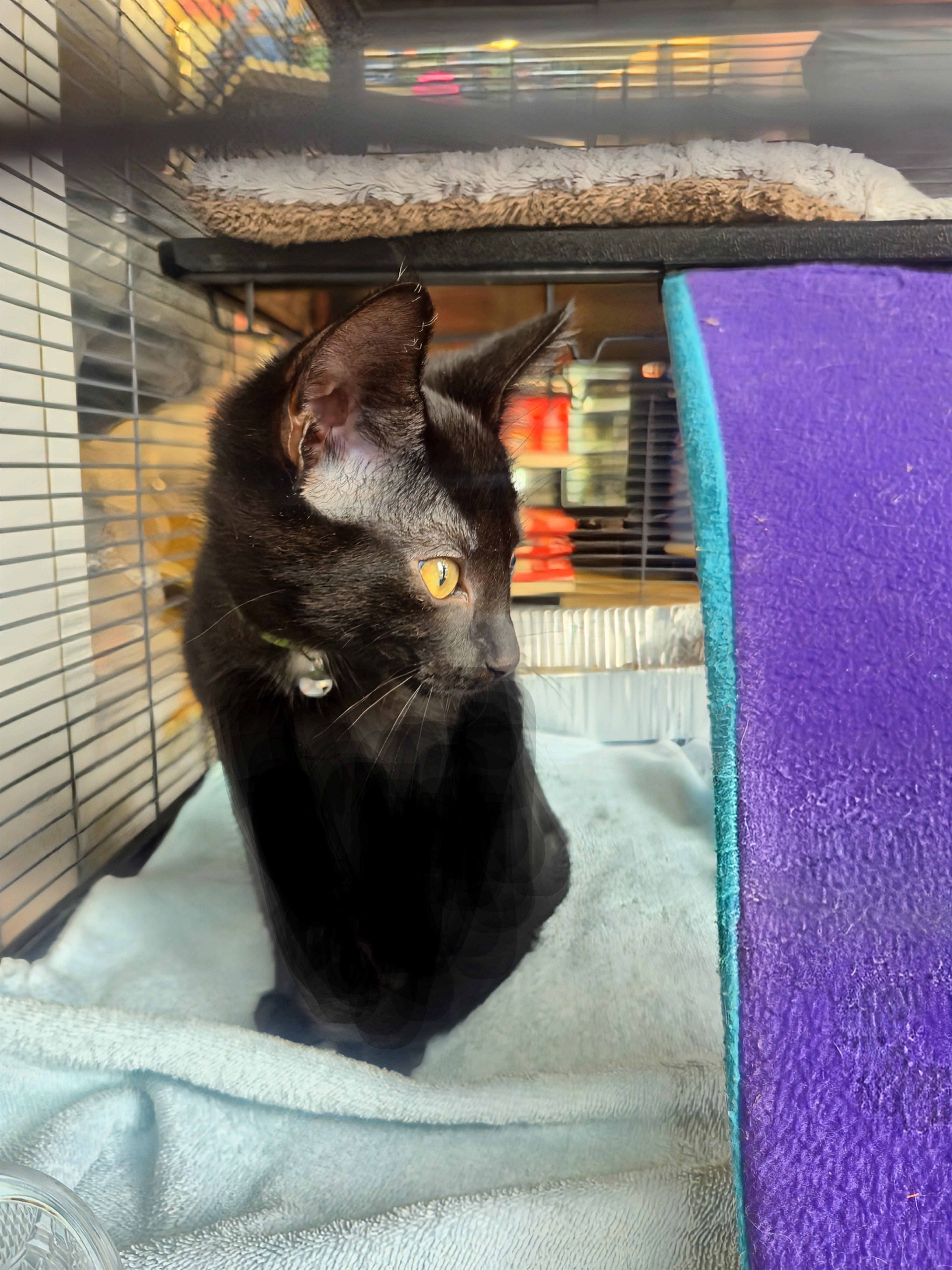 Starr, a ADOPTABLE Domestic Short Hair in Winnipeg, MB image 4/5