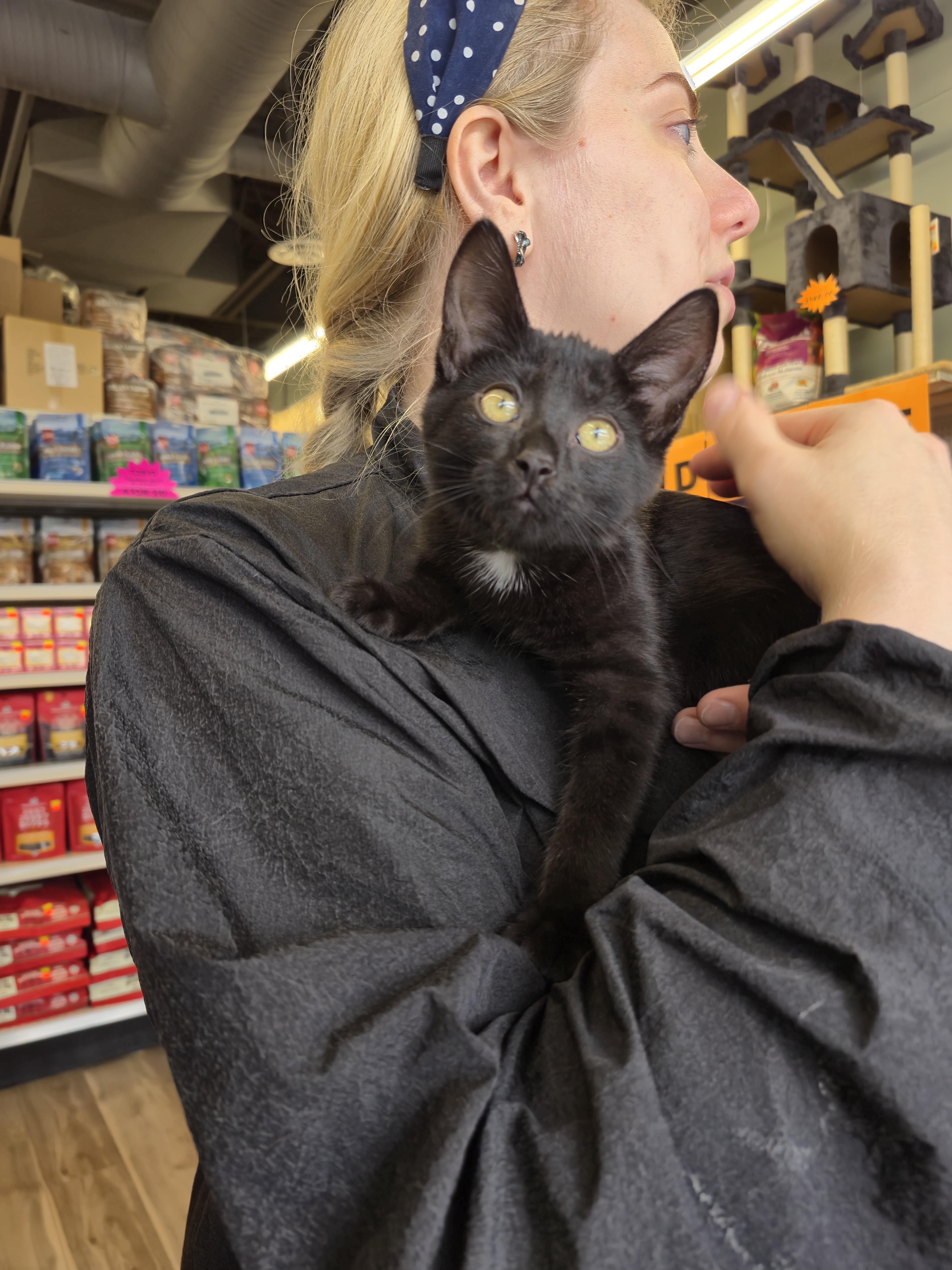Starr, a ADOPTABLE Domestic Short Hair in Winnipeg, MB image 5/5