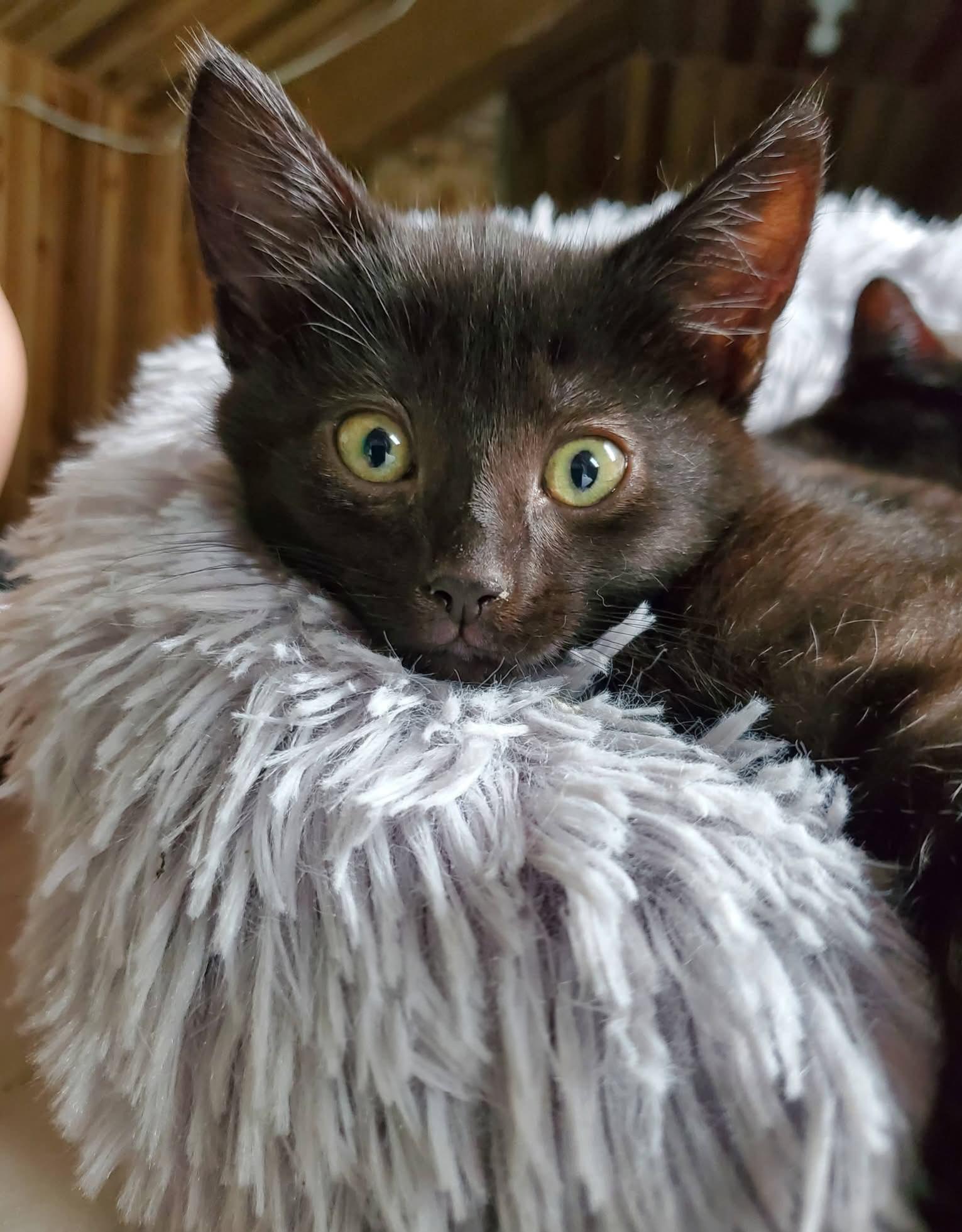 Starr, a ADOPTABLE Domestic Short Hair in Winnipeg, MB image 3/5