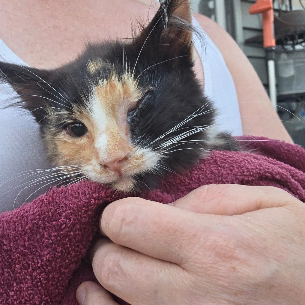 Spooky, Adoptable, Kitten Female Domestic Short Hair.