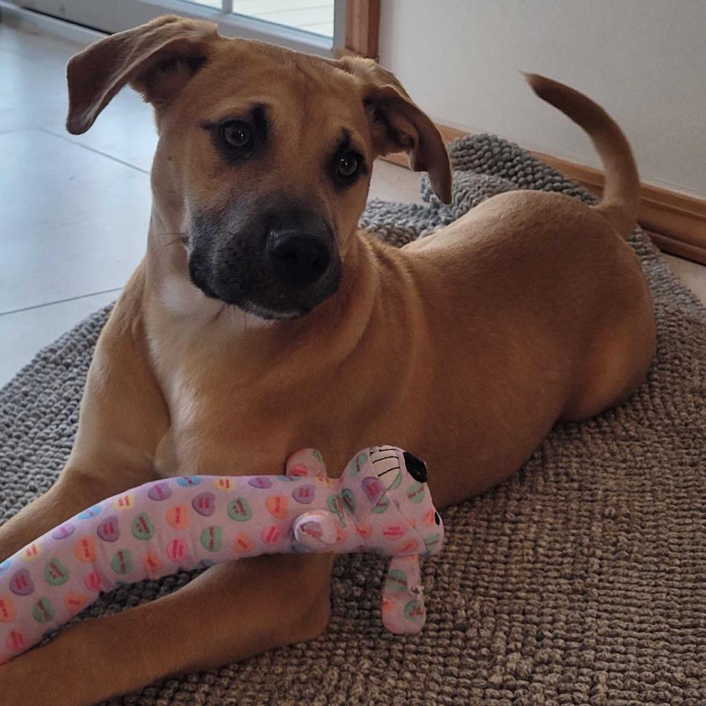 Josie, a ADOPTABLE mixed breed in Homewood, IL image 1/2