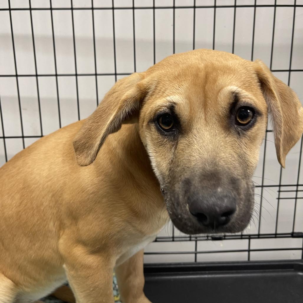 Josie, a ADOPTABLE mixed breed in Homewood, IL image 2/2