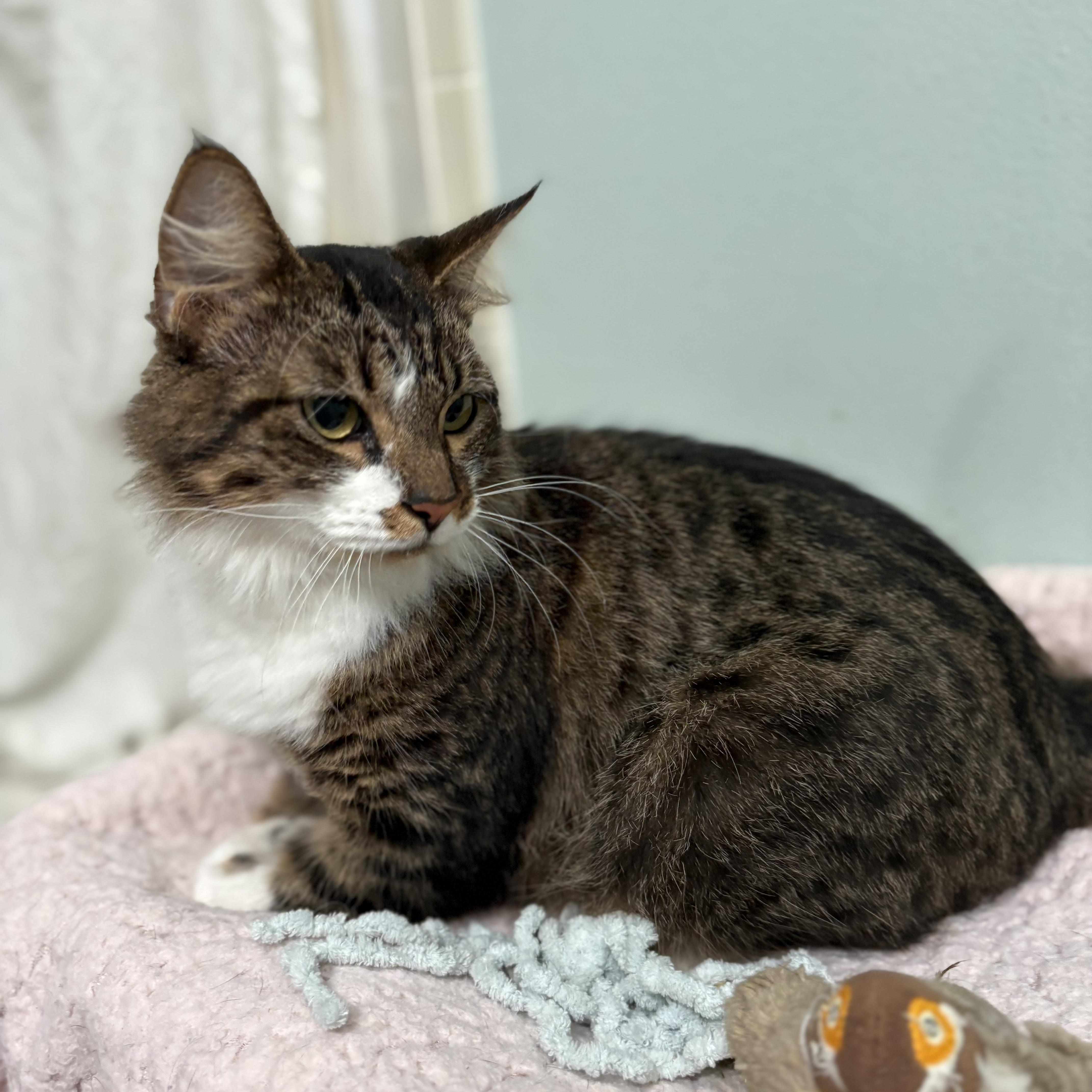 Enlarge Millie, a Adoptable Domestic Medium Hair in Brooksville, FL image 4/4