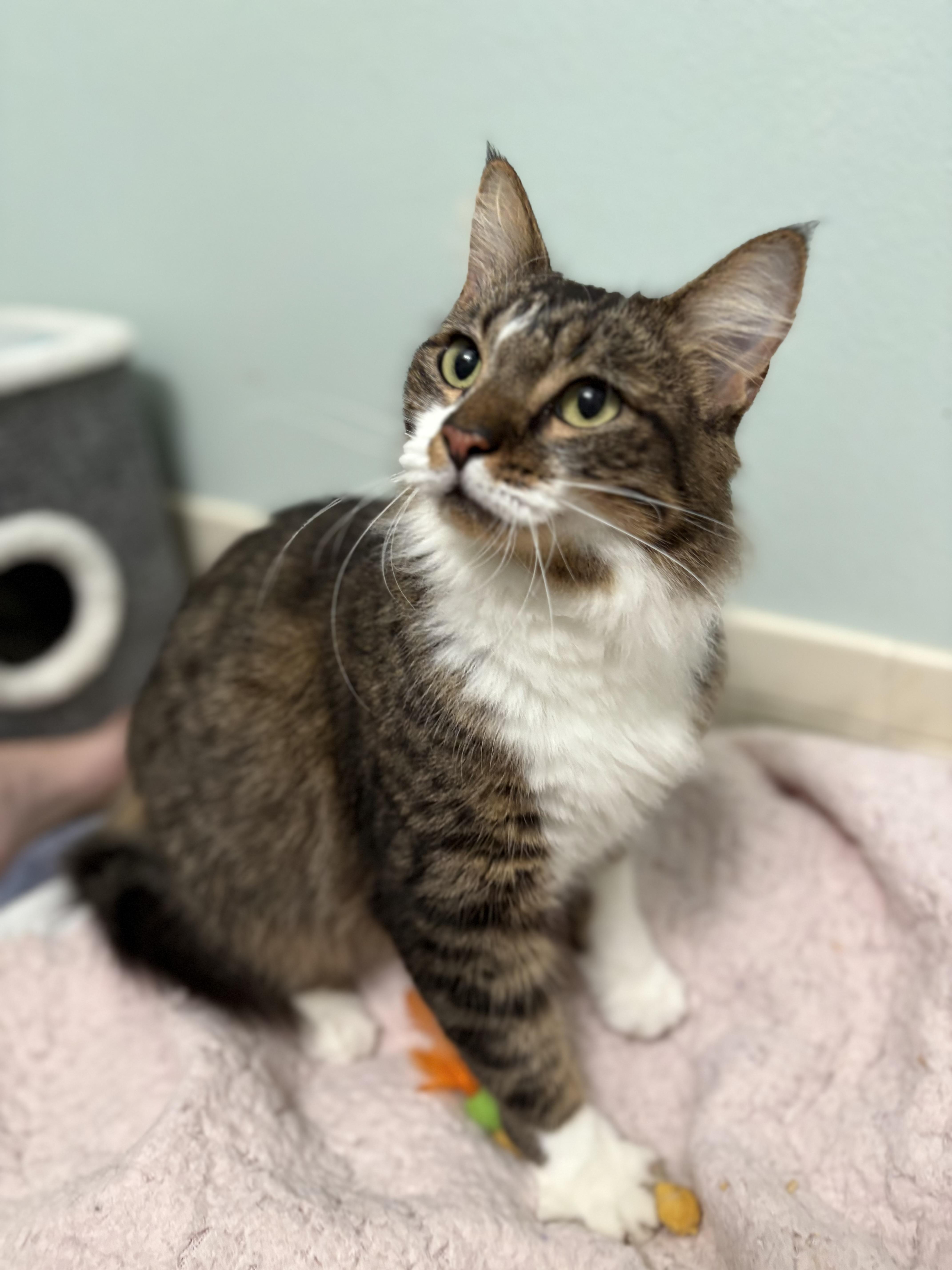 Enlarge Millie, a Adoptable Domestic Medium Hair in Brooksville, FL image 2/4