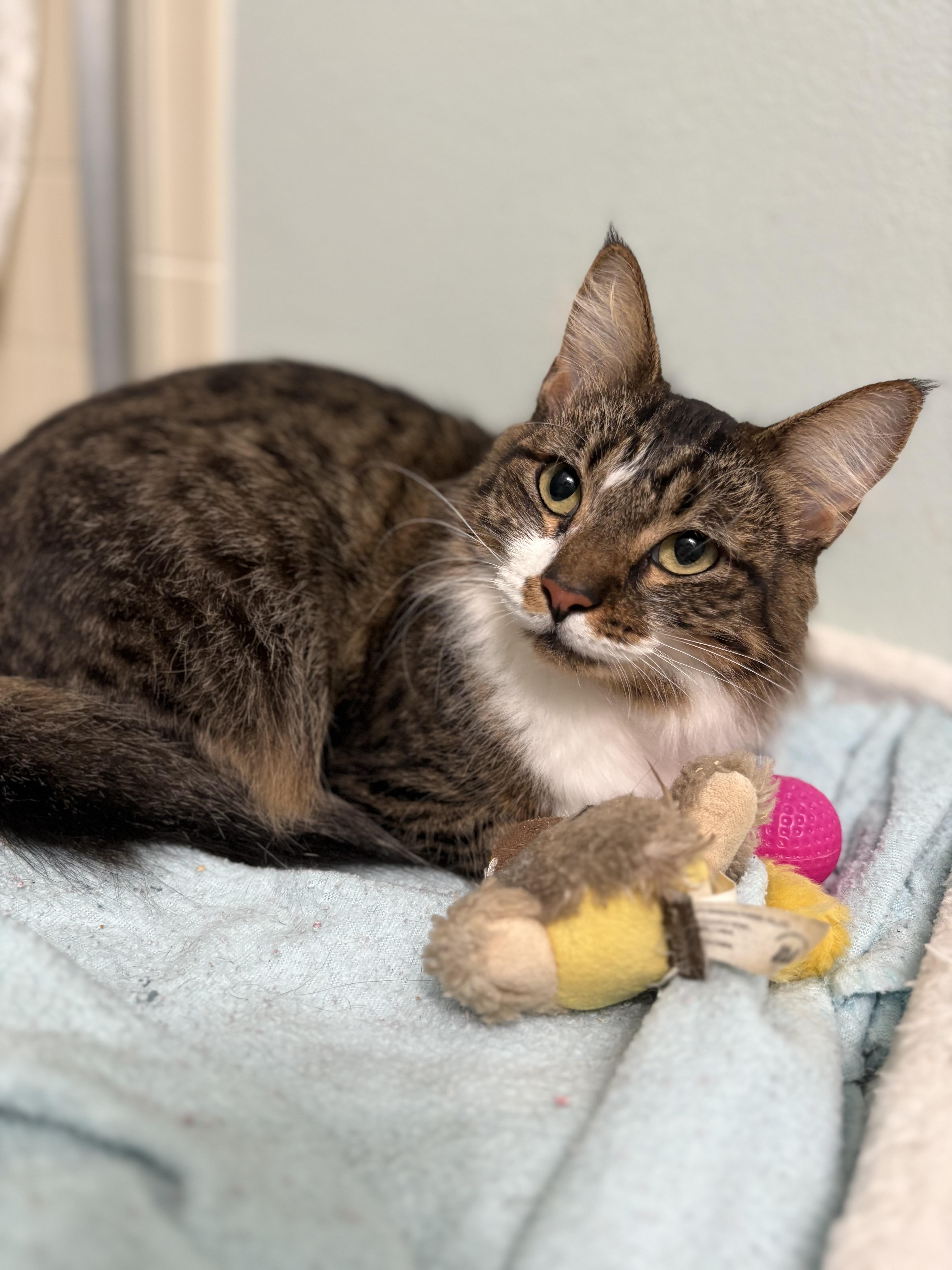 Enlarge Millie, a Adoptable Domestic Medium Hair in Brooksville, FL image 3/4