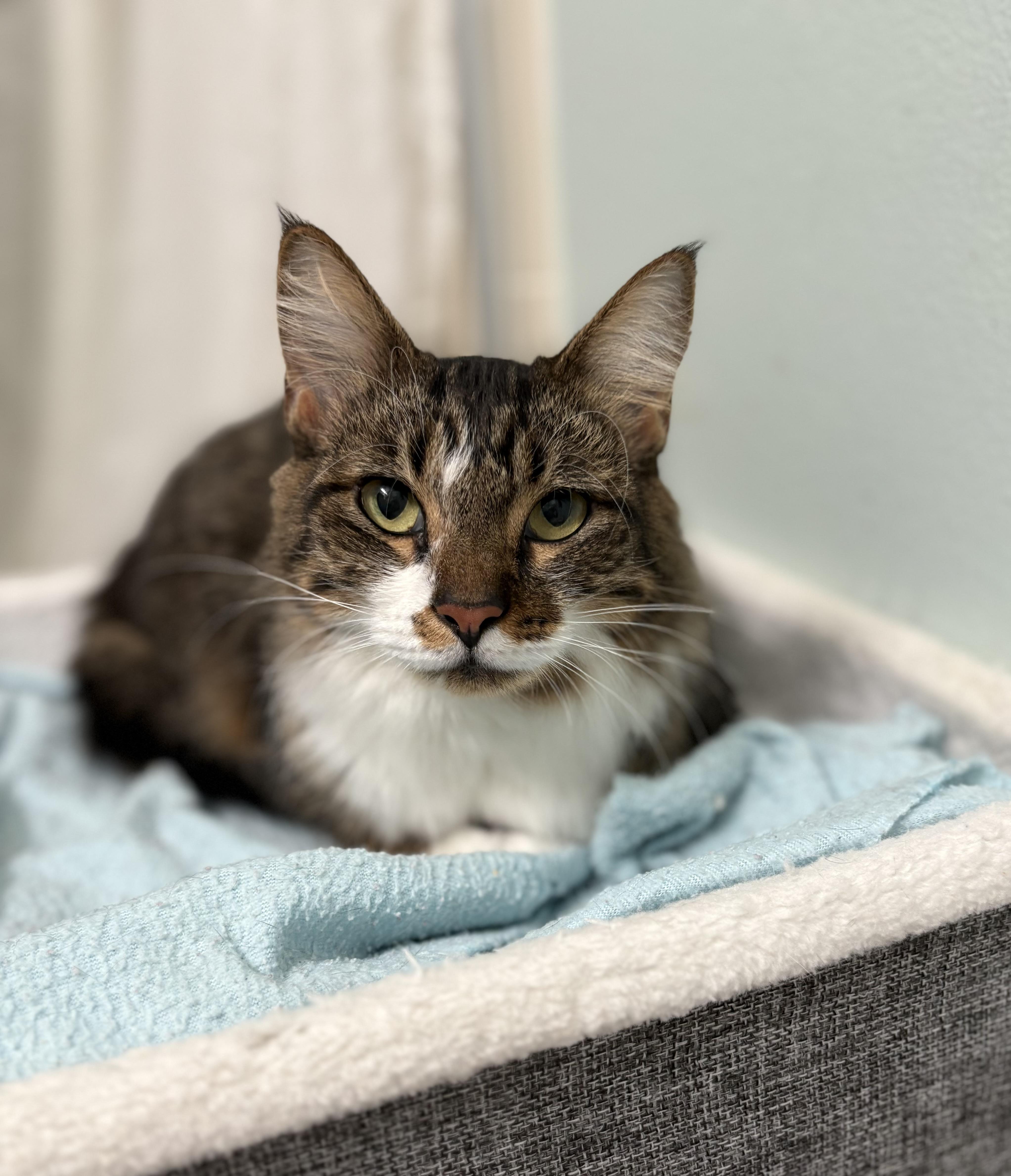 Millie, Adoptable, Adult Female Domestic Medium Hair.