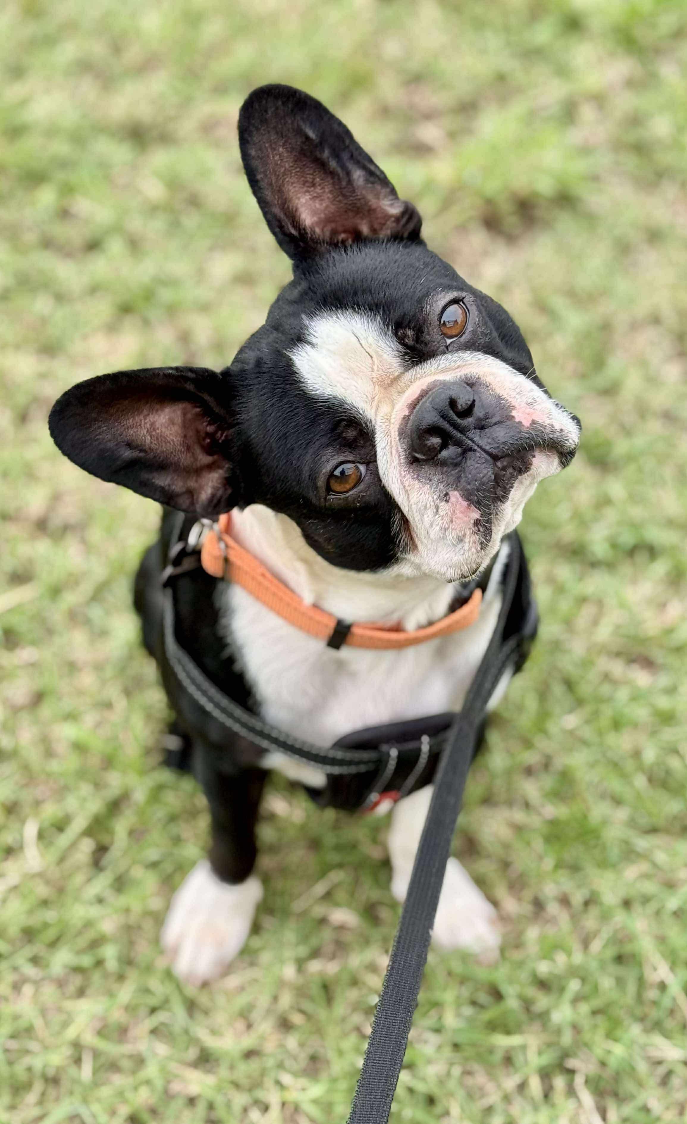 Enlarge Daniel, a Adoptable Boston Terrier in Muskogee, OK image 2/5