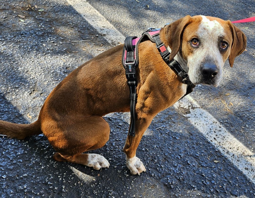 Enlarge Daisy! ~ AMAZING FAMILY DOG!!!!, a Adopted mixed breed in St. Petersburg, FL image 1/6