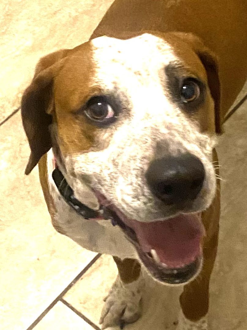 Enlarge Daisy! ~ AMAZING FAMILY DOG!!!!, a Adopted mixed breed in St. Petersburg, FL image 2/6