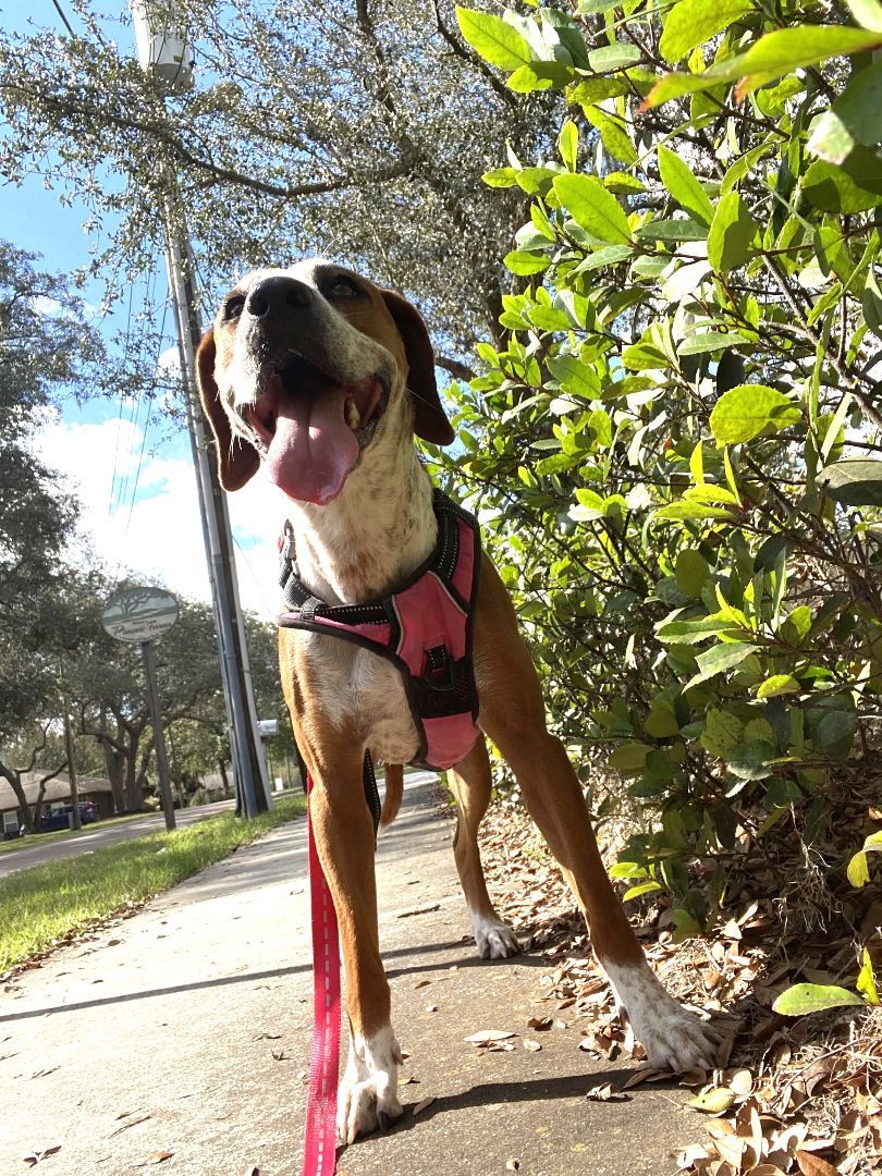 Enlarge Daisy! ~ AMAZING FAMILY DOG!!!!, a Adopted mixed breed in St. Petersburg, FL image 3/6