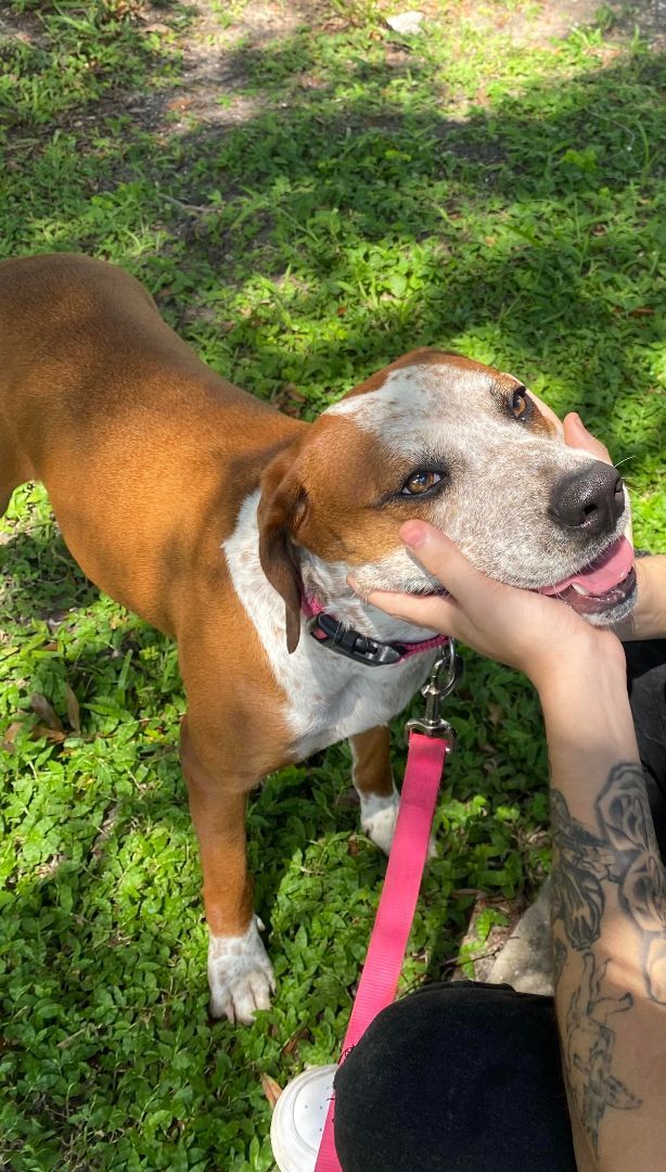 Enlarge Daisy! ~ AMAZING FAMILY DOG!!!!, a Adopted mixed breed in St. Petersburg, FL image 4/6