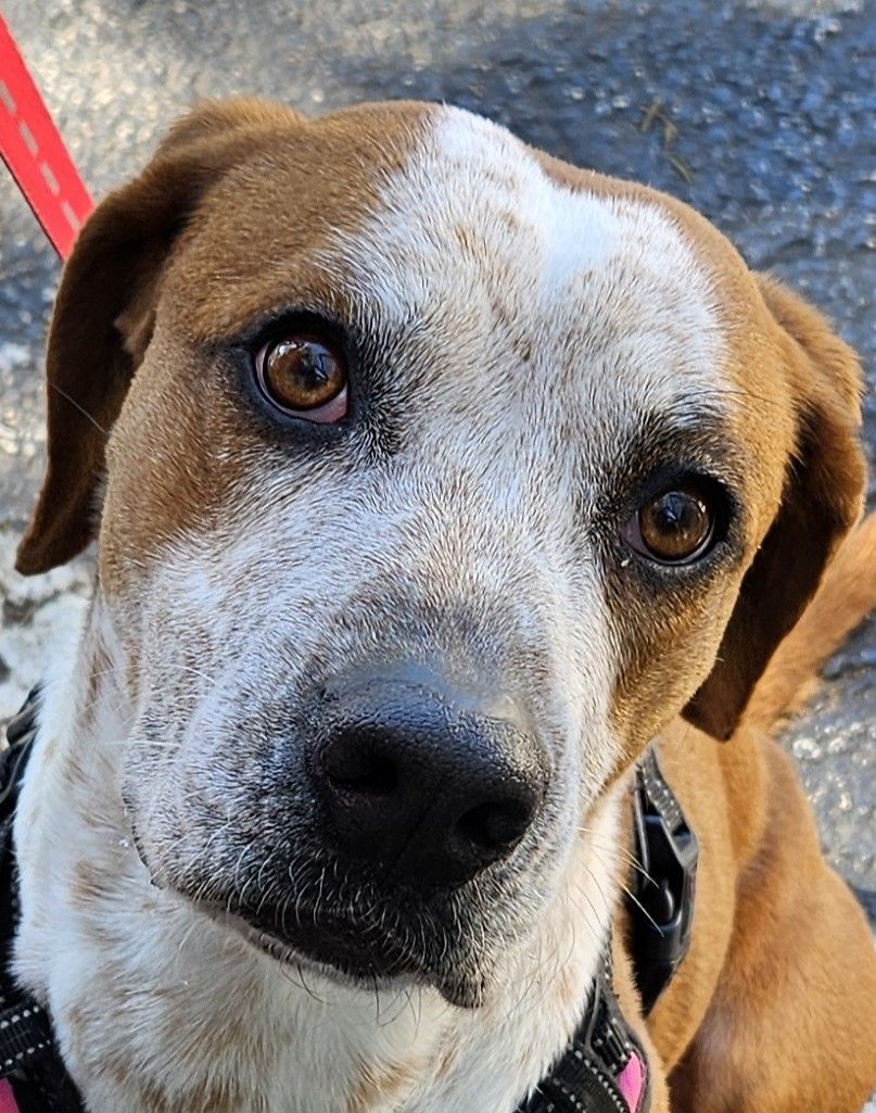 Enlarge Daisy! ~ AMAZING FAMILY DOG!!!!, a Adopted mixed breed in St. Petersburg, FL image 5/6