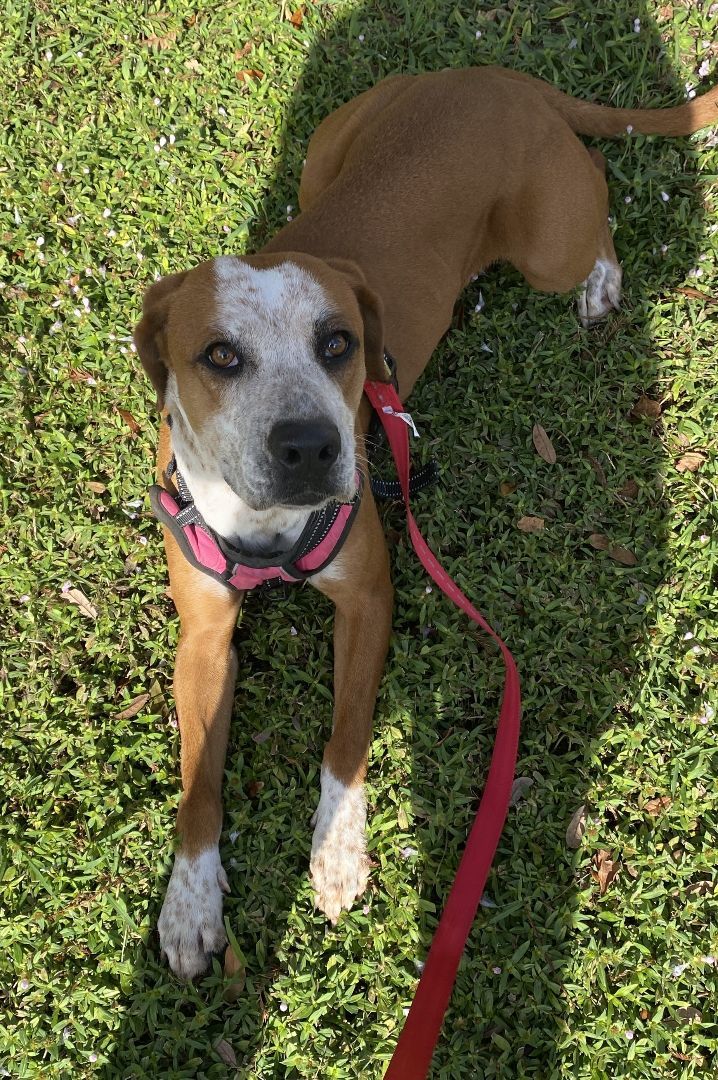 Enlarge Daisy! ~ AMAZING FAMILY DOG!!!!, a Adopted mixed breed in St. Petersburg, FL image 6/6