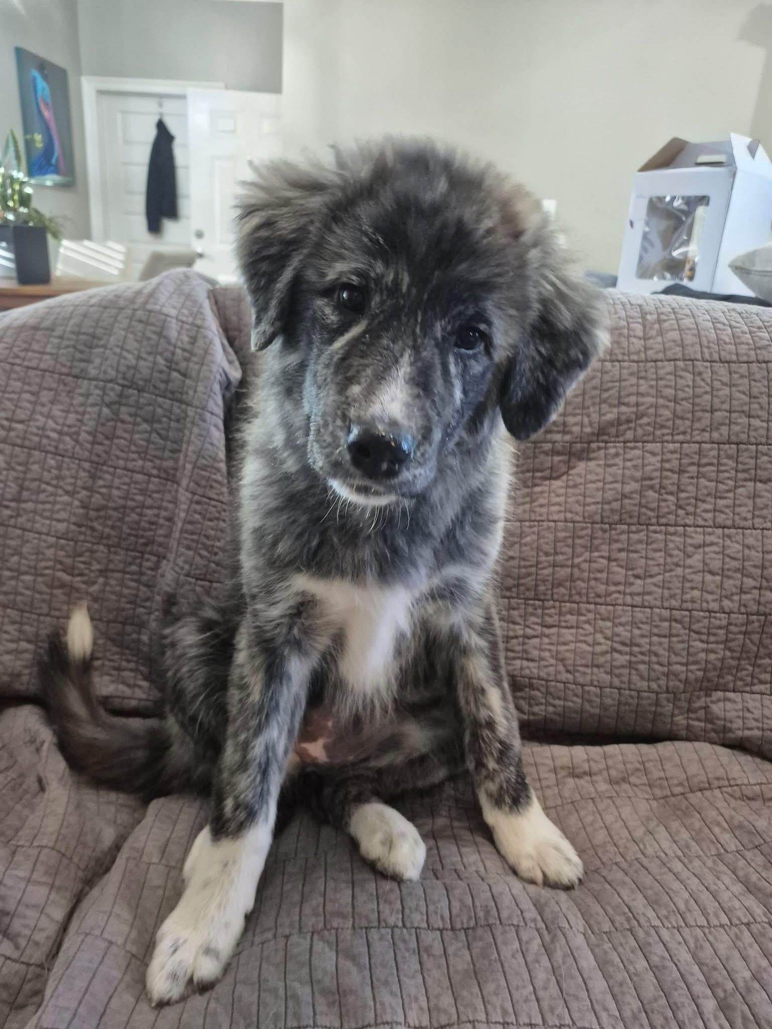 Sioux , adopted, Puppy Female Great Pyrenees.