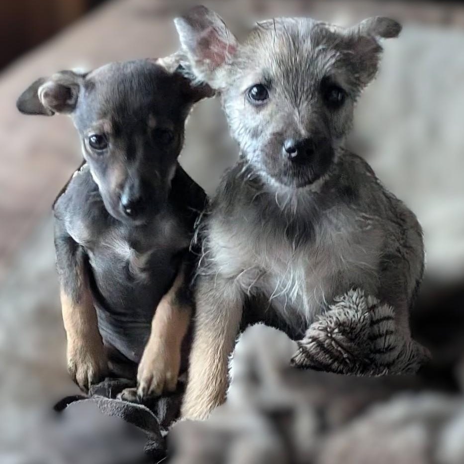 Enlarge Scruff, a ADOPTABLE mixed breed in Libby, MT image 2/5