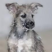 Scruff, ADOPTABLE, Puppy Male Wirehaired Terrier & Border Collie.