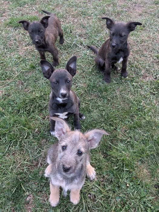 Enlarge Scruff, a ADOPTABLE mixed breed in Libby, MT image 4/5