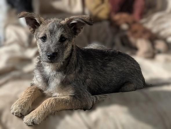 Scruff, ADOPTABLE, Puppy Male Terrier & Border Collie.