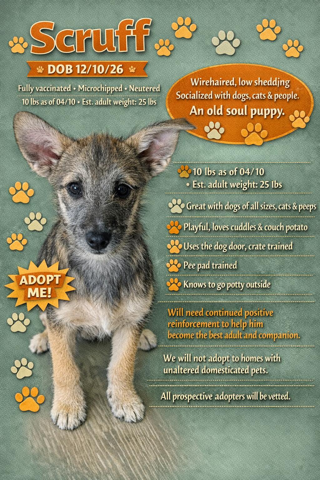 Enlarge Scruff, a ADOPTABLE mixed breed in Libby, MT image 1/5