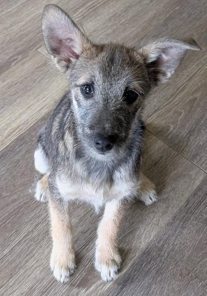 Enlarge Scruff, a ADOPTABLE mixed breed in Libby, MT image 2/5