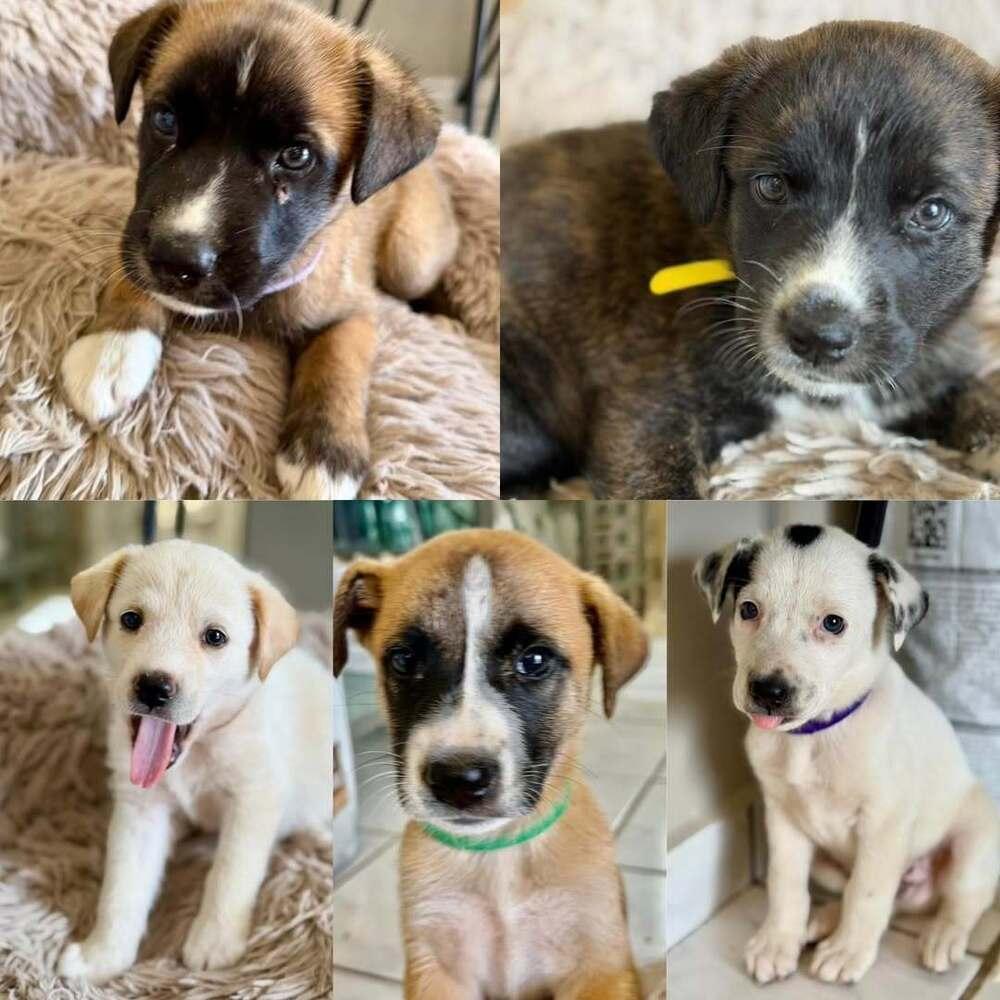 Drake, Adoptable, Puppy Male Labrador Retriever.