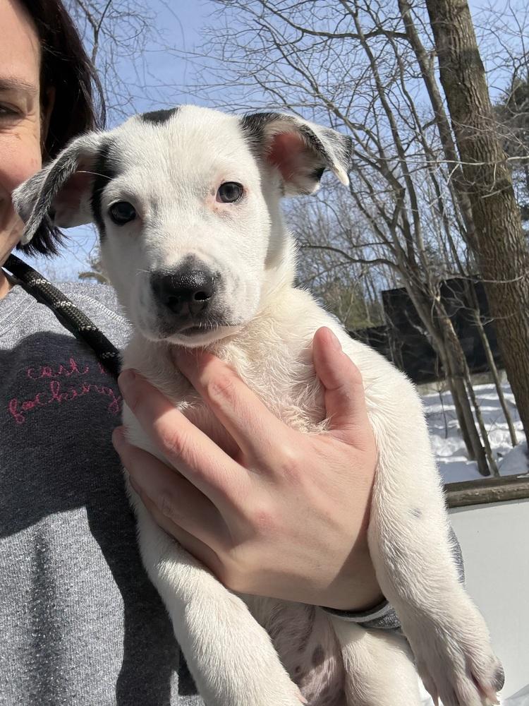Enlarge Drake, a Adoptable mixed breed in North Reading, MA image 3/3