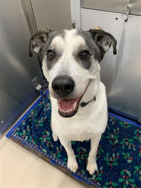 BANDIT, Adoptable, Young Male Husky.