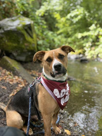 Mazikeen, Adoptable, Adult Female Mixed Breed.
