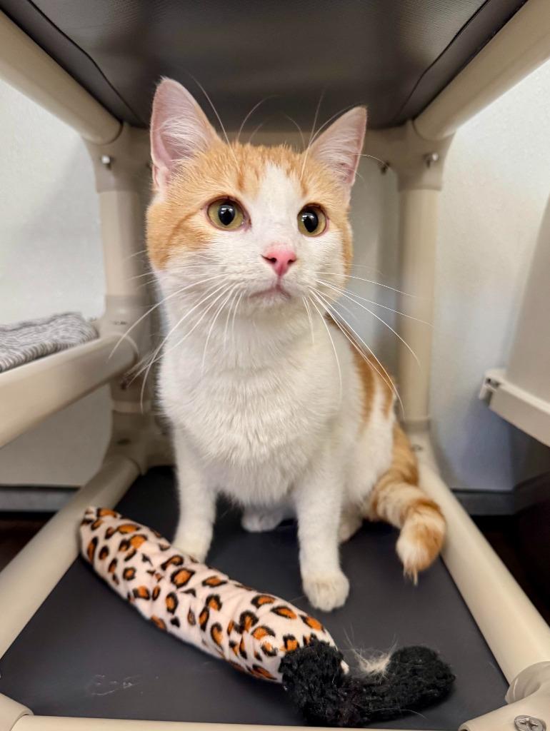 Waffles, Adoptable, Adult Female Domestic Short Hair.