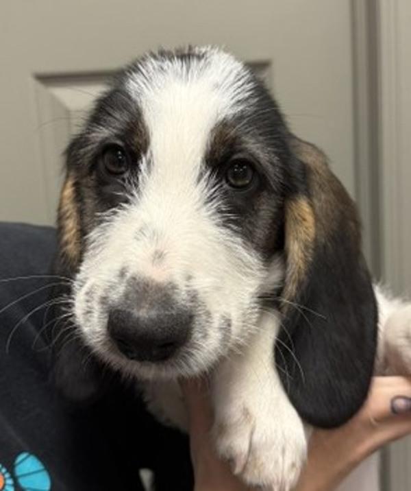 Callum, Adoptable, Puppy Male Basset Hound & Terrier.