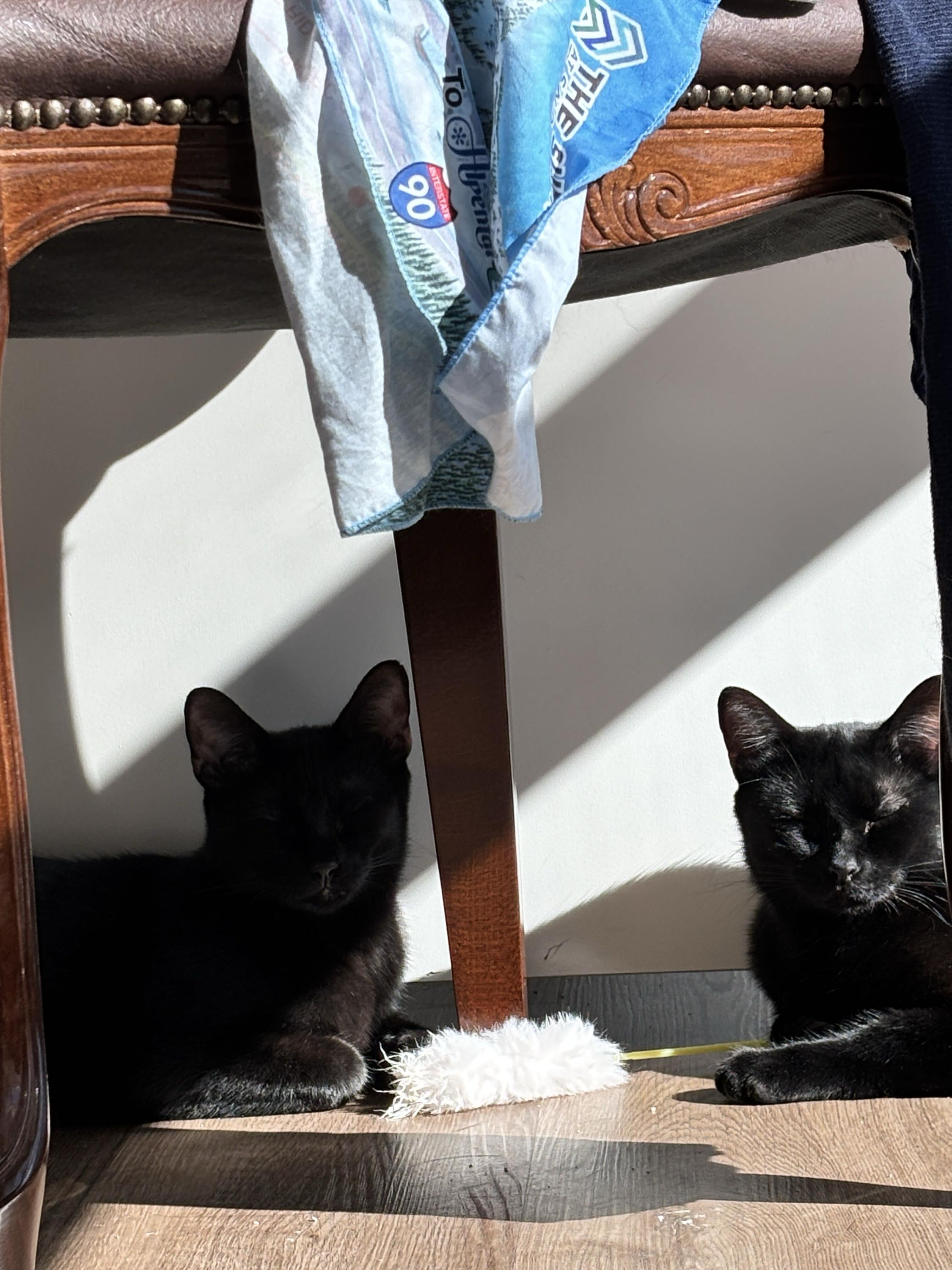 Honeycrisp and Crunchwrap, Adoptable, Young Male Domestic Short Hair.