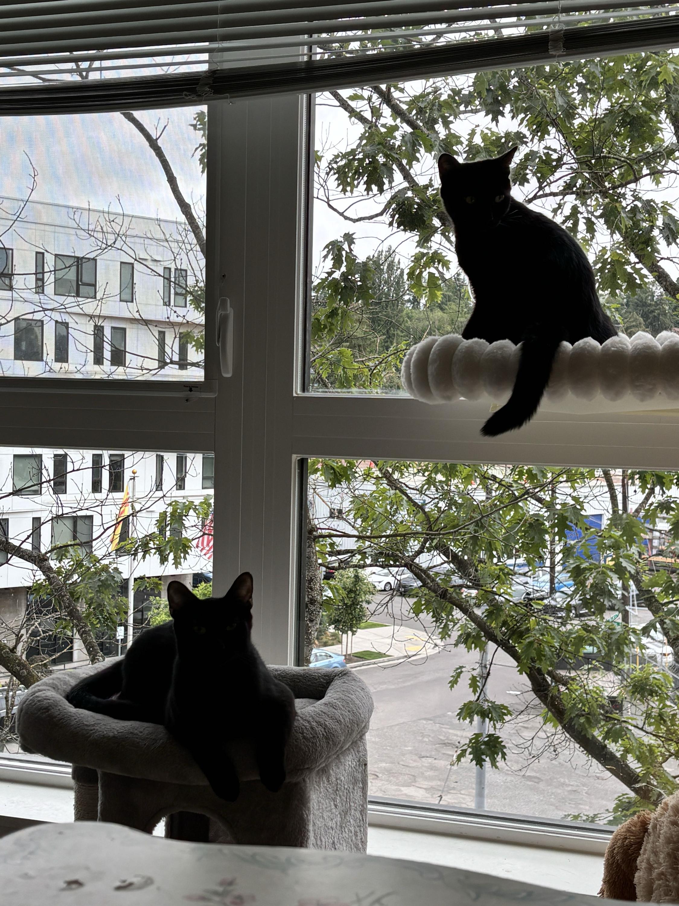 Enlarge Honeycrisp and Crunchwrap, a Adoptable Domestic Short Hair in Seattle, WA image 3/6