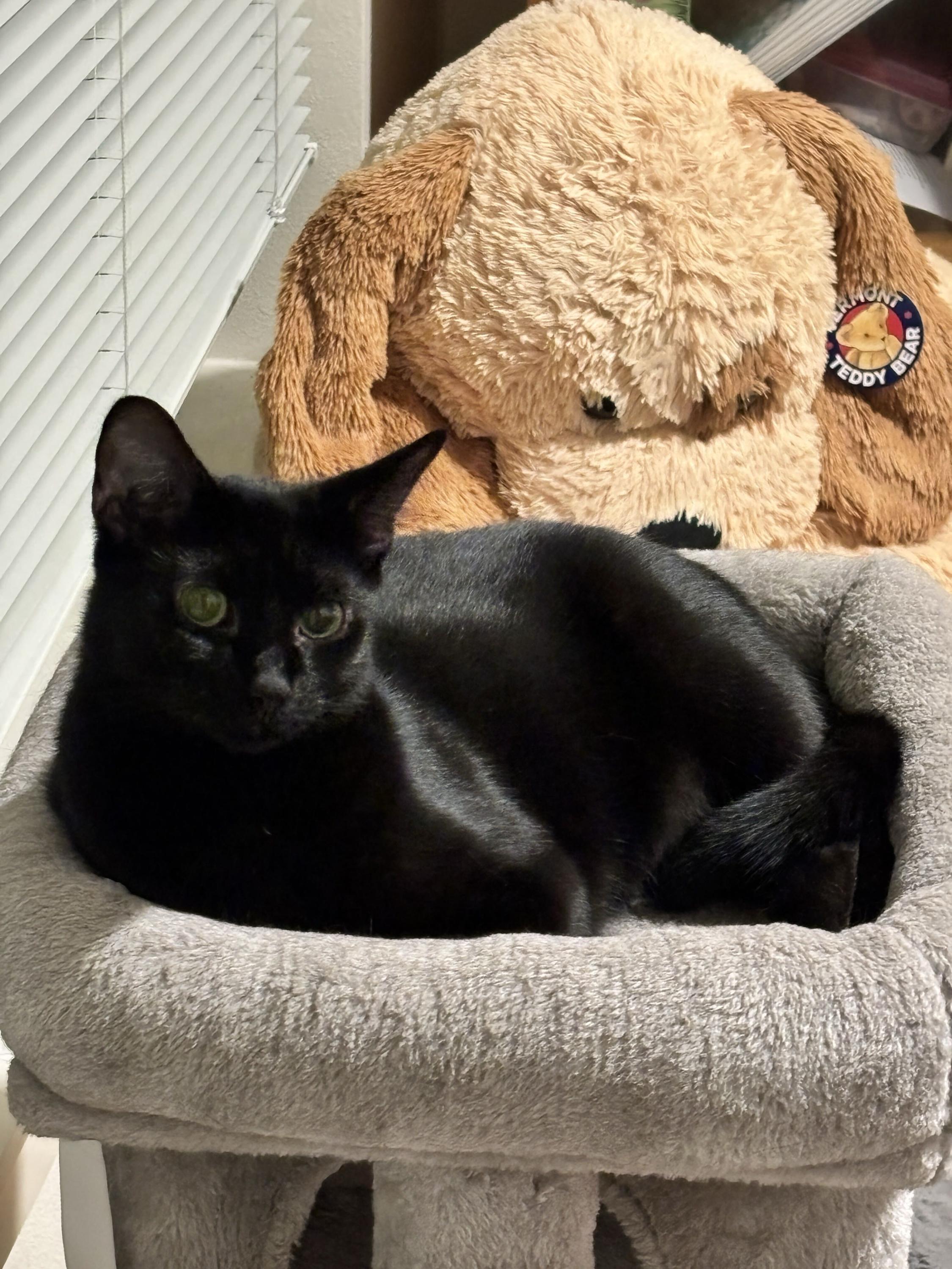 Enlarge Honeycrisp and Crunchwrap, a Adoptable Domestic Short Hair in Seattle, WA image 4/6