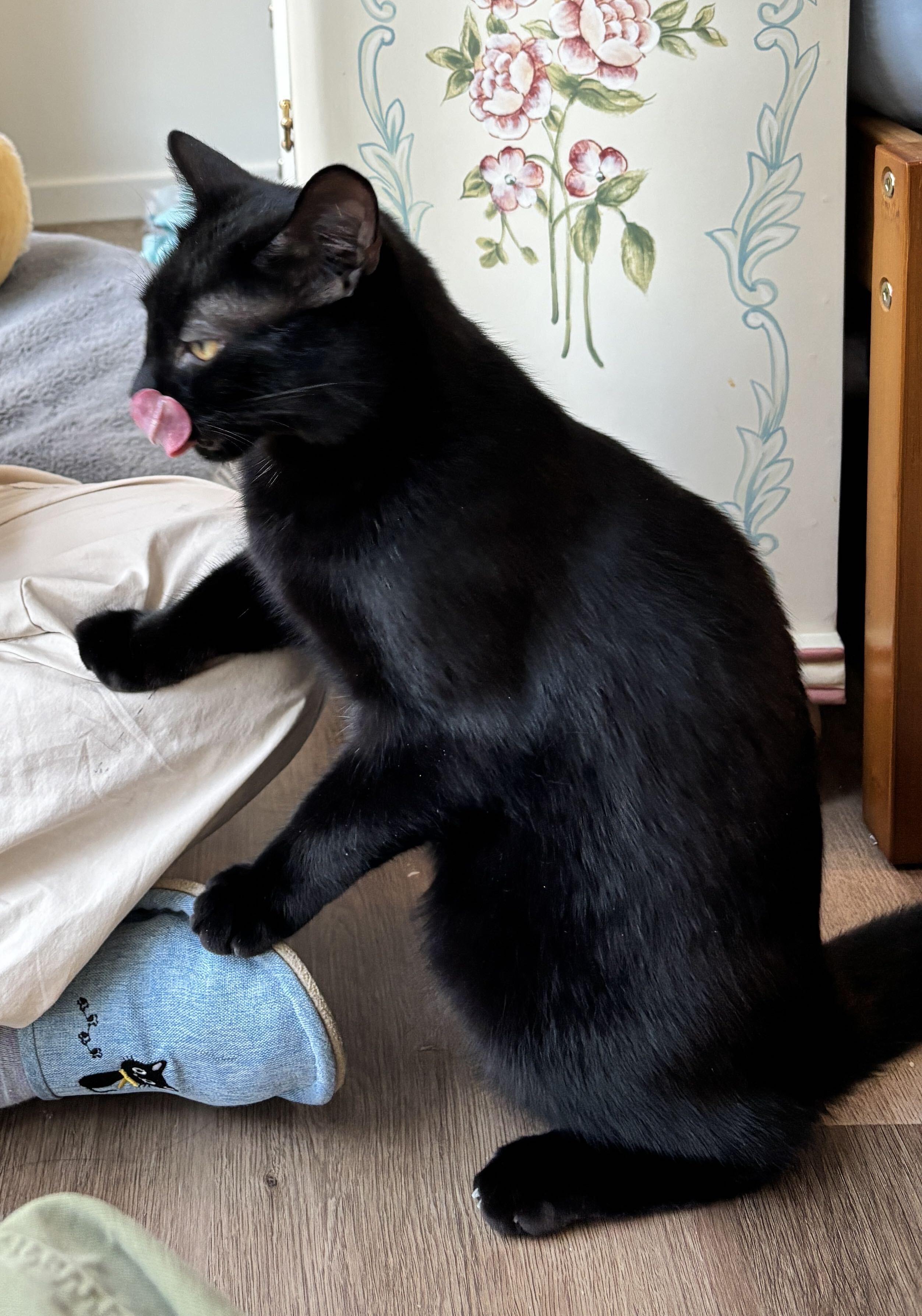 Enlarge Honeycrisp and Crunchwrap, a Adoptable Domestic Short Hair in Seattle, WA image 2/6