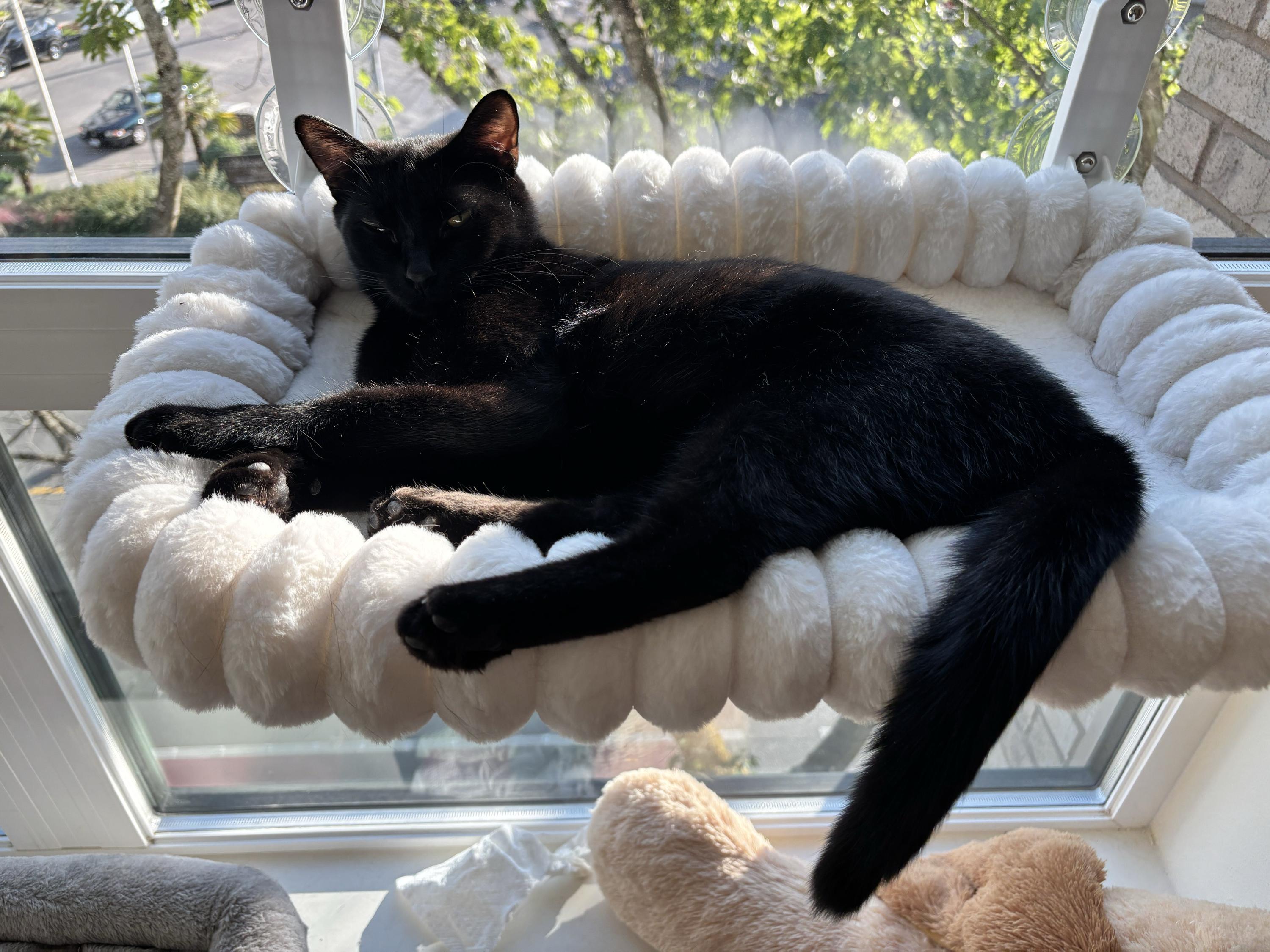 Enlarge Honeycrisp and Crunchwrap, a Adoptable Domestic Short Hair in Seattle, WA image 5/6