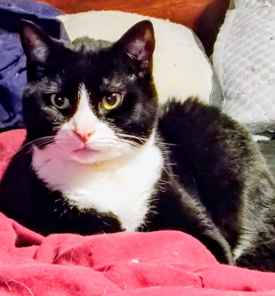 Lloyd, Adoptable, Young Male American Shorthair.